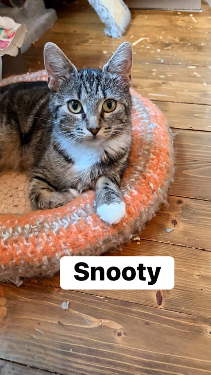 Snooty- Spirit Cat/In Foster Care - Domestic Shorthair/Mix cat available for adoption in Prince Edward Island