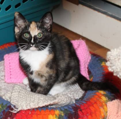 Tootsie @ PetSmart - Domestic Shorthair/Mix available for adoption
