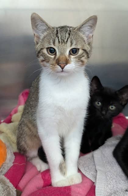 Casper - Domestic Shorthair/Mix cat available for adoption at PEI Humane Society in Charlottetown