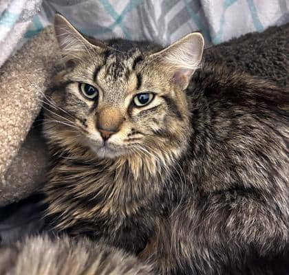Terry - Domestic Medium Hair/Mix cat available for adoption in Prince Edward Island