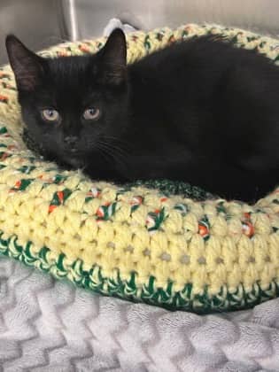 Wabbit - Domestic Shorthair/Mix cat available for adoption at PEI Humane Society in Charlottetown