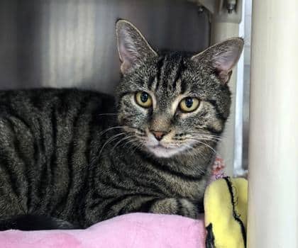 Pea Pod - Only Cat in Home - Domestic Shorthair/Mix available for adoption