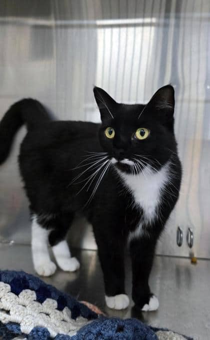 Charlotte - Domestic Shorthair/Mix cat available for adoption at PEI Humane Society in Charlottetown