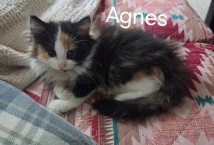 Agnes @ PetSmart - Domestic Longhair/Mix cat available for adoption at PEI Humane Society in Charlottetown