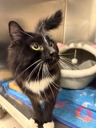 Dilligaf - Only Pet In Home - Domestic Medium Hair/Mix cat available for adoption at PEI Humane Society in Charlottetown
