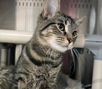 Lumina - Foster to Adopt - Domestic Shorthair/Mix available for adoption