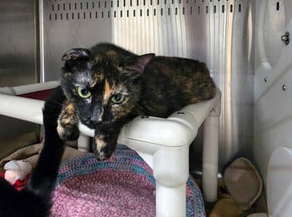 Mary-Ann - Foster to Adopt - Domestic Shorthair/Mix available for adoption