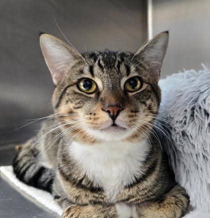 King - Domestic Shorthair/Mix cat available for adoption in Prince Edward Island