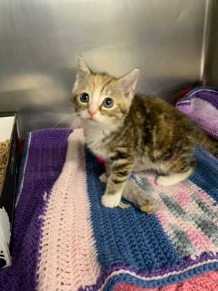 Mimzy - Domestic Shorthair/Mix available for adoption