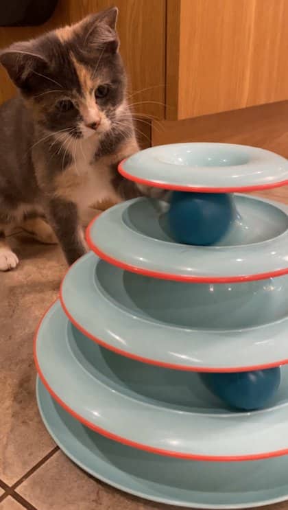 Skitz FTA - In Foster Care - Domestic Shorthair/Mix available for adoption