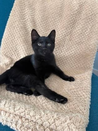 Panther - Domestic Shorthair/Mix available for adoption