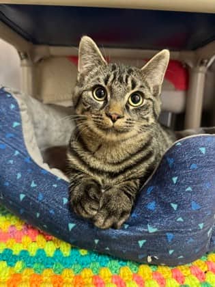Alberto and Solo- Bonded Duo - Domestic Shorthair/Mix available for adoption