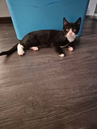 Full Mask @ PetSmart - Domestic Shorthair/Mix available for adoption