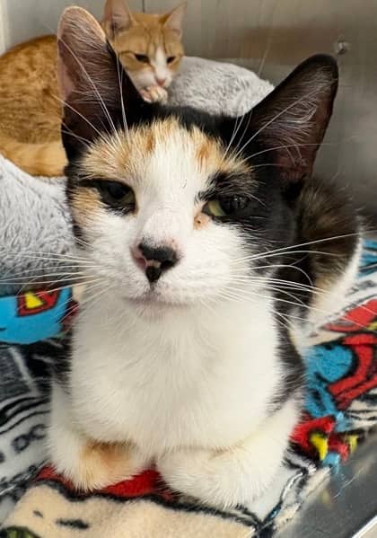 Flatbread @ PetSmart - Domestic Shorthair/Mix available for adoption
