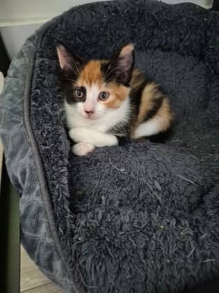 Butterscotch @ PetSmart - Domestic Shorthair/Mix available for adoption