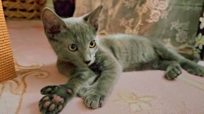 High Five - Foster to Adopt - Siamese/Mix available for adoption