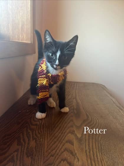 Potter @PetSmart - Domestic Medium Hair/Mix cat available for adoption at PEI Humane Society in Charlottetown