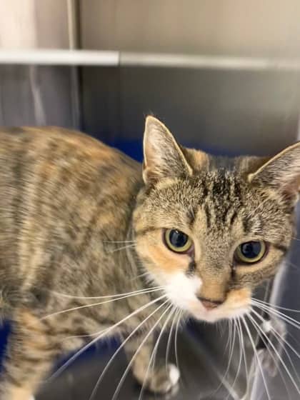Forty - ONLY CAT IN HOME - Domestic Shorthair/Mix cat available for adoption at PEI Humane Society in Charlottetown