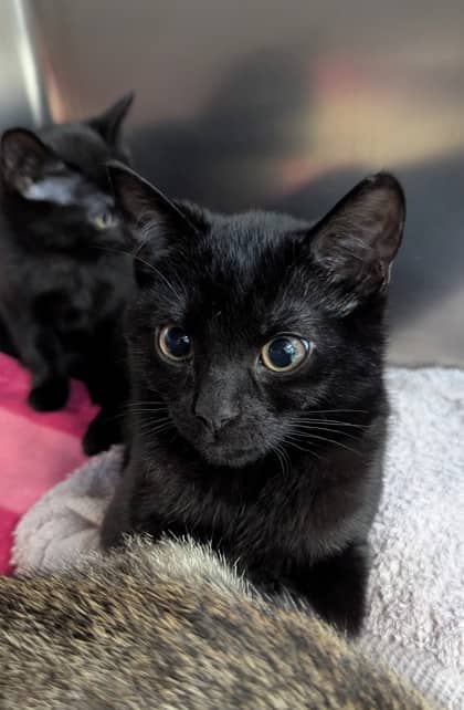 Beetlejuice - Domestic Shorthair/Mix cat available for adoption at PEI Humane Society in Charlottetown