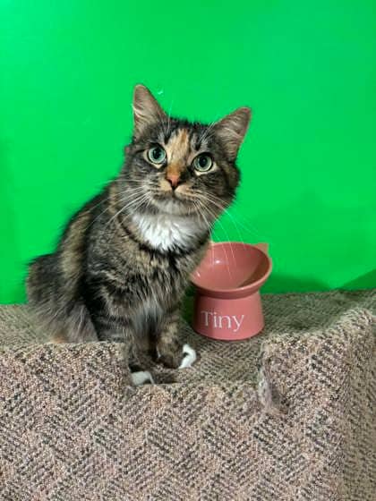 Tiny - Domestic Medium Hair/Mix cat available for adoption in Prince Edward Island