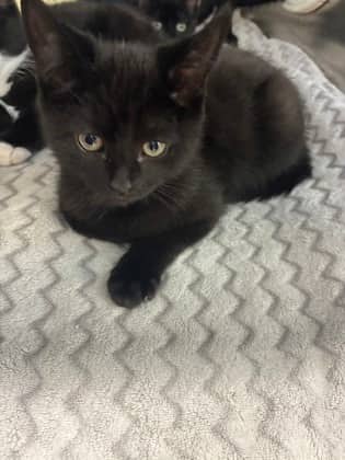 Fwuffy - Domestic Shorthair/Mix available for adoption