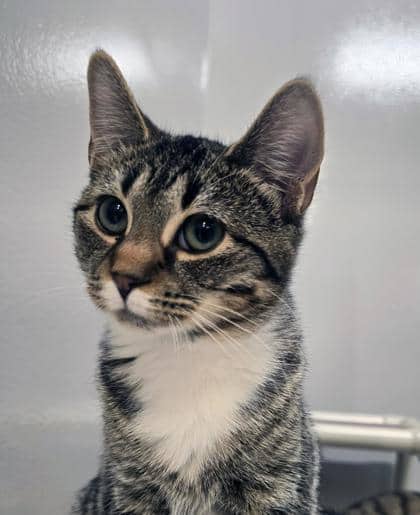 Muffin - Foster to Adopt - Domestic Shorthair/Mix available for adoption