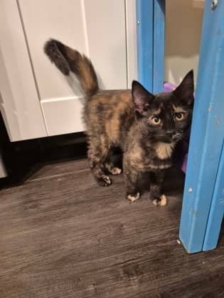 Puddin' @ PetSmart - Domestic Shorthair/Mix available for adoption