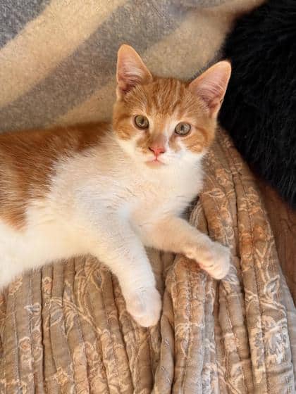 Zedric @ PetSmart - Domestic Shorthair/Mix available for adoption