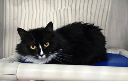 Cleo - Spirit Cat - Domestic Medium Hair/Mix available for adoption