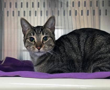 Lilly - Only Pet in Home/FTA - Domestic Shorthair/Mix cat available for adoption at PEI Humane Society in Charlottetown