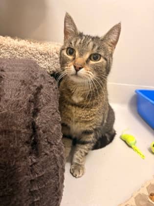 Cinnamon Roll - Domestic Shorthair/Mix cat available for adoption at PEI Humane Society in Charlottetown