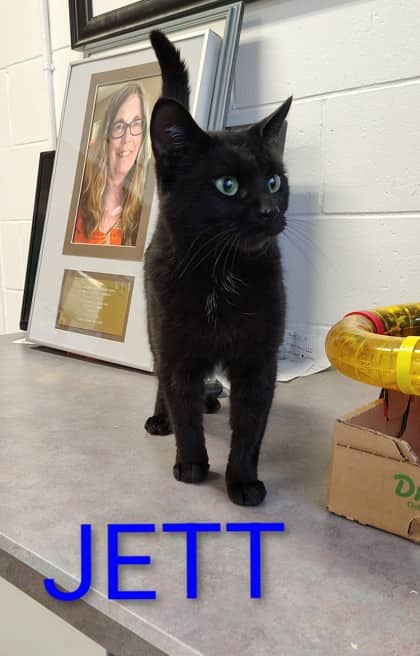 Jett - Domestic Shorthair/Mix cat available for adoption at Yorkton SPCA in Yorkton