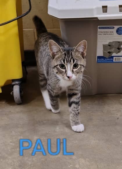 Paul - Domestic Shorthair/Mix cat available for adoption at Yorkton SPCA in Yorkton