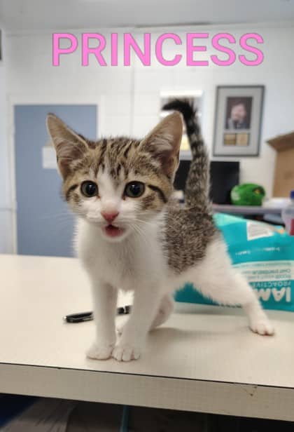 Princess - Domestic Shorthair/Mix available for adoption