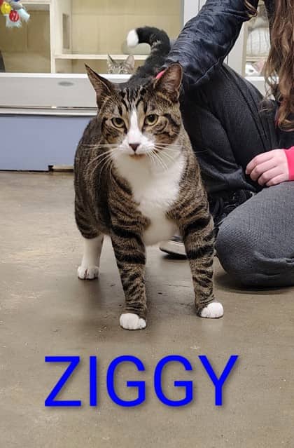 Ziggy - Domestic Shorthair/Mix cat available for adoption at Yorkton SPCA in Yorkton