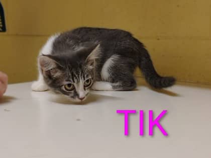 Tik - Domestic Shorthair/Mix cat available for adoption at Yorkton SPCA in Yorkton