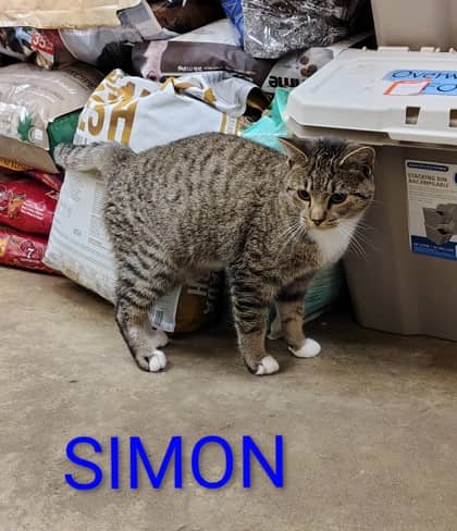 Simon - Domestic Shorthair/Mix available for adoption