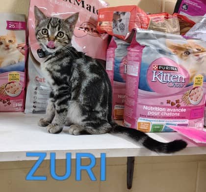 Zuri - Domestic Shorthair/Mix cat available for adoption at Yorkton SPCA in Yorkton