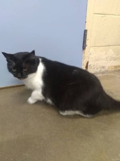 Nessie - Domestic Shorthair/Mix cat available for adoption at Yorkton SPCA in Yorkton