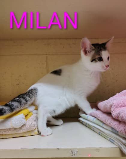 Milan - Domestic Shorthair/Mix cat available for adoption at Yorkton SPCA in Yorkton
