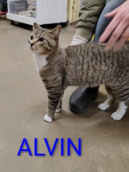 Alvin - Domestic Shorthair/Mix cat available for adoption at Yorkton SPCA in Yorkton