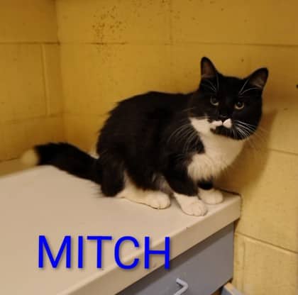 Mitch - Domestic Medium Hair/Mix cat available for adoption at Yorkton SPCA in Yorkton