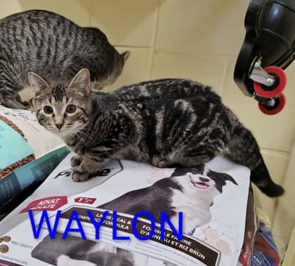 Waylon - Domestic Shorthair/Mix available for adoption