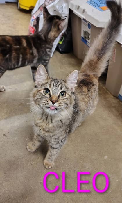 Cleo - Domestic Medium Hair/Mix cat available for adoption at Yorkton SPCA in Yorkton