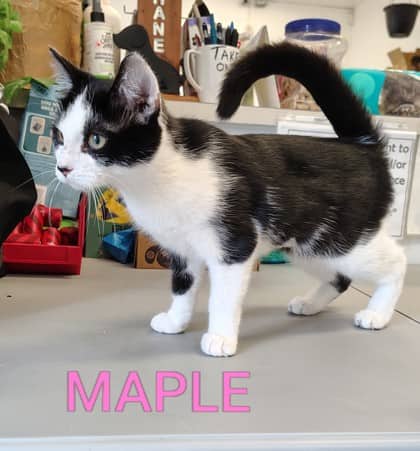 Maple - Domestic Shorthair/Mix cat available for adoption at Yorkton SPCA in Yorkton