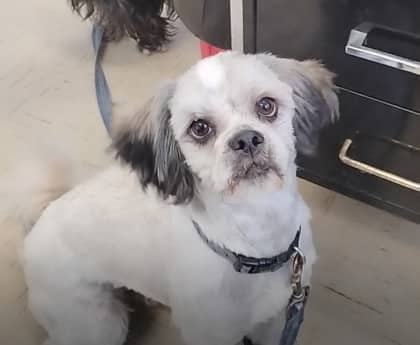 Austin - Shih Tzu/Poodle, Miniature available for adoption in Saskatchewan