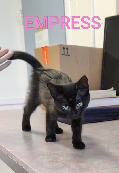 Empress - Domestic Shorthair/Mix available for adoption