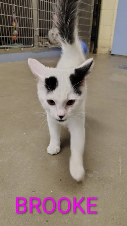 Brooke - Domestic Medium Hair/Mix cat available for adoption at Yorkton SPCA in Yorkton