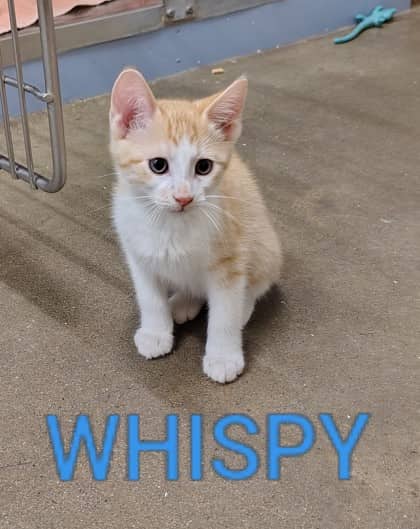 Whispy - Domestic Shorthair/Mix cat available for adoption at Yorkton SPCA in Yorkton