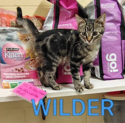 Wilder - Domestic Shorthair/Mix cat available for adoption at Yorkton SPCA in Yorkton
